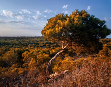 An Aleppo pine tree in the Canastel Forest in Oran, Algeria against the blue sky