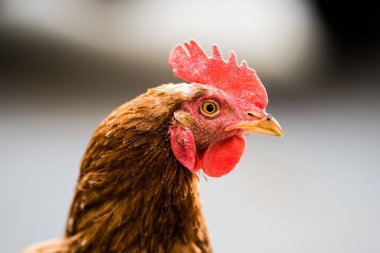 Şirin kahverengi bir tavuğun yakın çekimi.