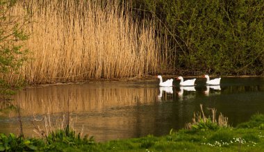 A scenic view of a flock of white ducks swimming in a lake reflecting green plants on the shore