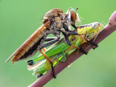 Hırsız sinekleri yırtıcı böceklerdir.