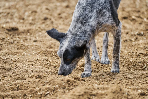 Dog Bred Guard Cows Farm Concept Rural Lif — Stok fotoğraf