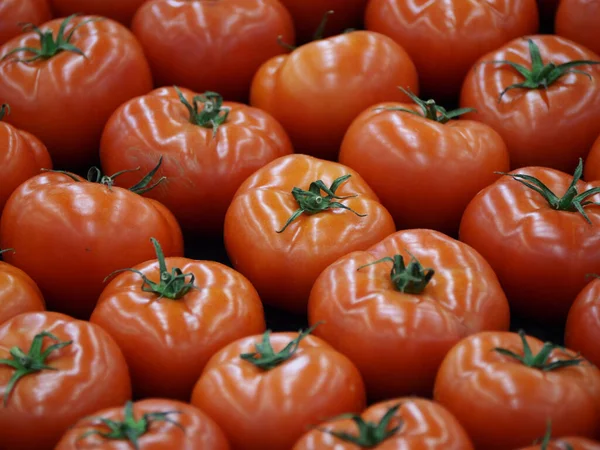 Frische Tomaten Nach Der Ernte Reihenweise Garten — Stockfoto
