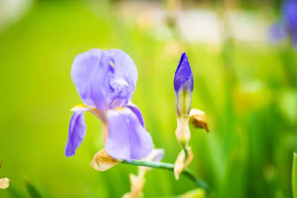 Enfoque Selectivo Flores Iris Púrpura Jardín —  Fotos de Stock