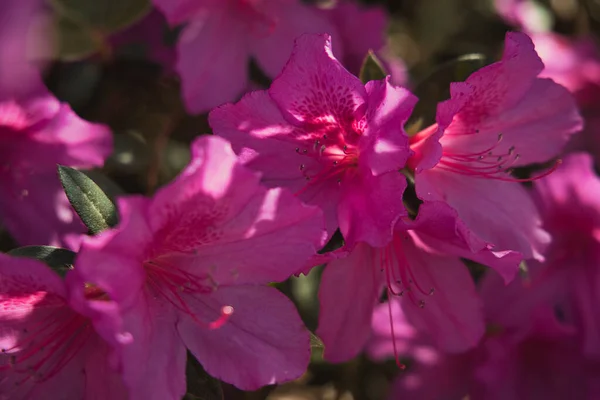 Pacific Rhododendron Bloom Park — Fotografia de Stock