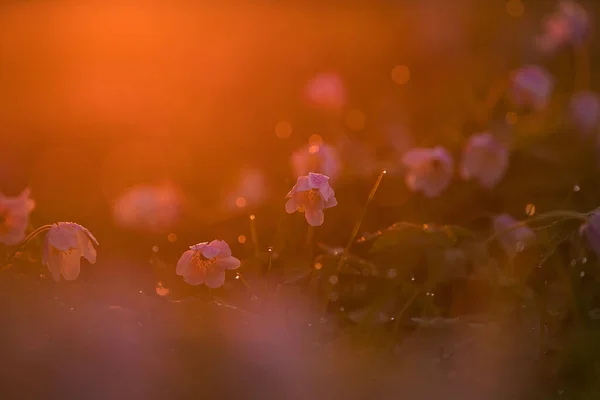 Closeup Tiny Pink Flowers Sunlight Bad Oldesloe Germany — Fotografia de Stock
