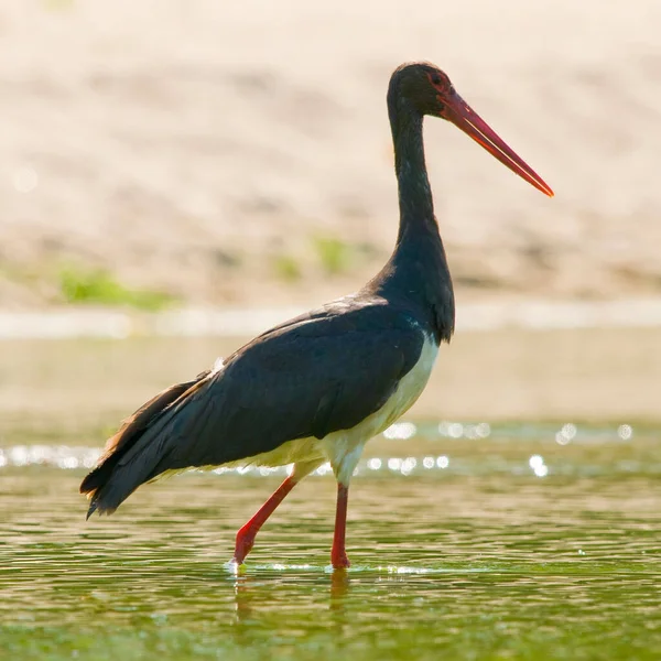 Closeup Shot Black Stork Pond — Stock Photo, Image
