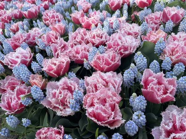 Beautiful Shot Colorful Fringed Tulips Flowers Garden Daylight — Stockfoto