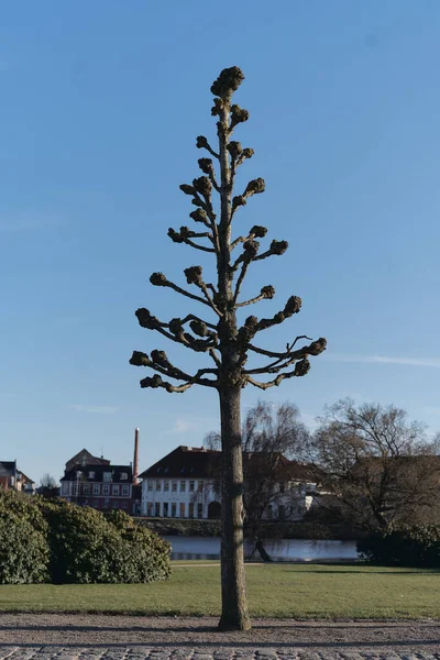 Vertical Shot Araucaria Columnaris Tree Blue Sky Buildings — Stock Photo, Image