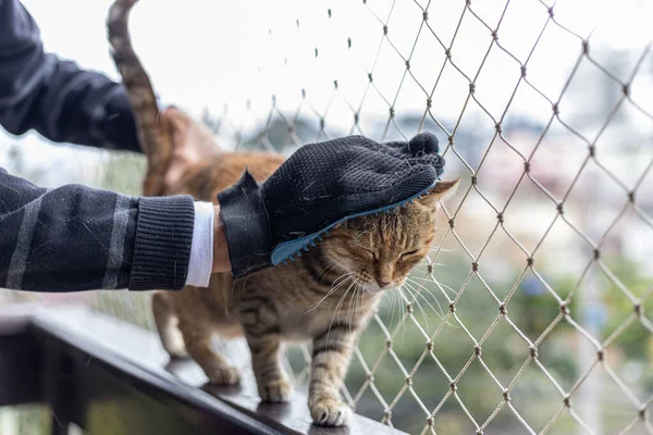 Brushing Cat Glove Remove Pets Hair Striped Cat Sitting Balcony — Stock Photo, Image