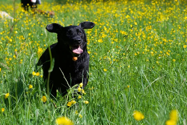 Happy Black Labrador Dog Running Middle Field Buttercup Flowers — Stock Photo, Image