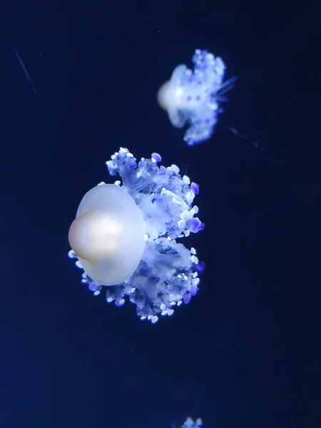 Beautiful Shot Blue Jellyfish Underwater Dark Background — Fotografia de Stock