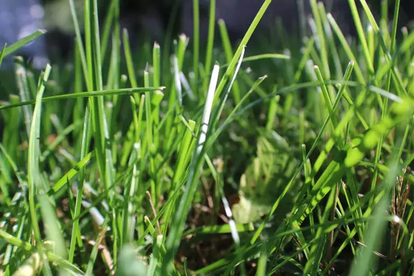 Closeup Shot Green Grass Field Blurred Background — Fotografia de Stock