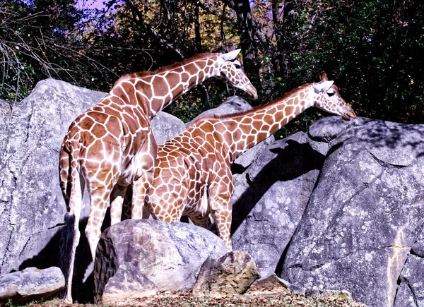 Couple Giraffes Standing Front Huge Rocks Sunny Day — Foto Stock