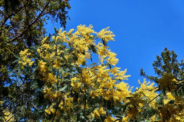 Low Angle Shot Yellow Acacia Dealbata Flowers Blue Sky Background — Stock Photo, Image