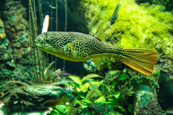 Closeup Shot Tetraodon Fish Algae Aquarium — 스톡 사진