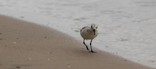 View Calidris Minutilla Walking Water — Foto de Stock