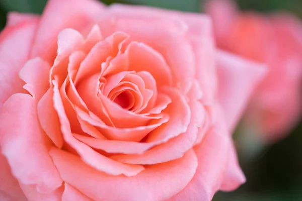 Eine Nahaufnahme Von Details Einer Blühenden Rosa Rose — Stockfoto