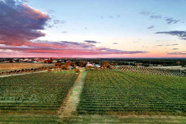 Drone View Winery Rows Grapes Pink Sunset Sky — Foto Stock