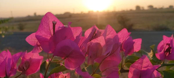 Closeup Shot Pink Bougainvillea Flowers Sunset Background — Stock Photo, Image