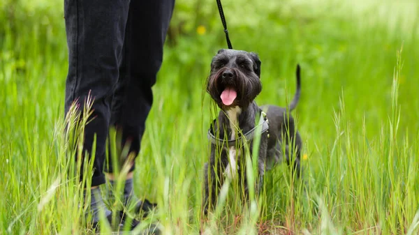 Closeup Adorable Miniature Schnauzer Dog Next Its Owner Green Grass — Stock Photo, Image