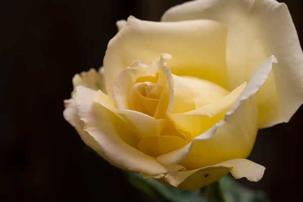 Eine Nahaufnahme Von Details Auf Einer Blühenden Weißen Rose — Stockfoto