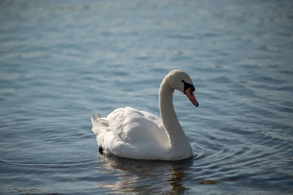 Closeup Shot Elegant White Swan Reflected Blue Lake Water Rays — Stockfoto