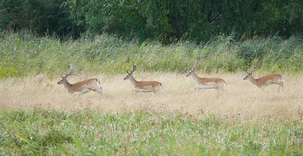 Four Deer Running Row Grassla —  Fotos de Stock