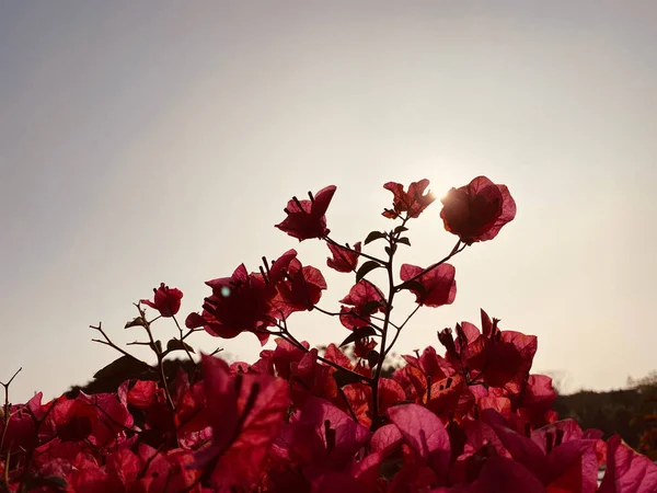 Closeup Red Bougainvillea Glabra Plant Clear Sky Background — Stock Photo, Image