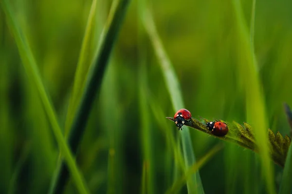 Beautiful Closeup Shot Ladybugs Green Grass — Stockfoto