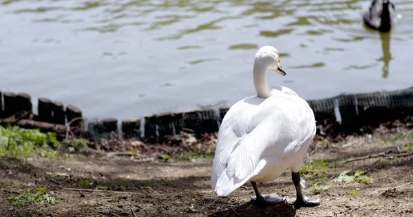 Beautiful Shot White Swan Standing Lakeshore — Photo