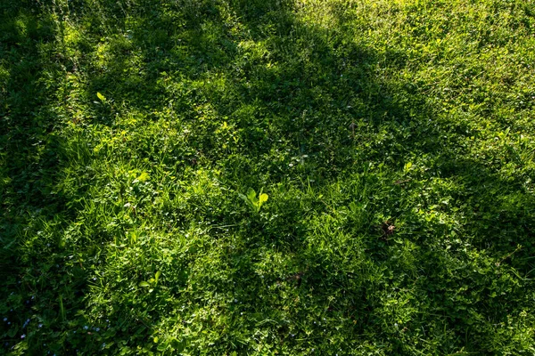阳光下草地上的绿色洗发水 — 图库照片