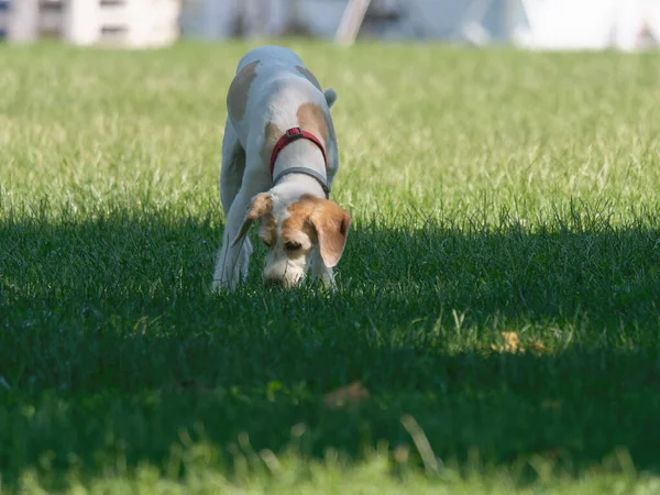 A Pointer (English Pointer) Dog in a garden