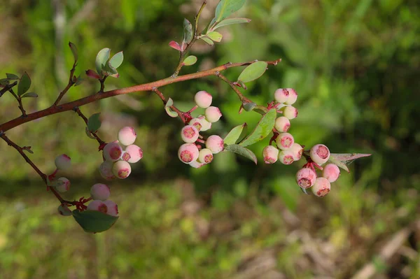 Closeup Shot Ripening Blueberries Bush Forest — Stock Photo, Image