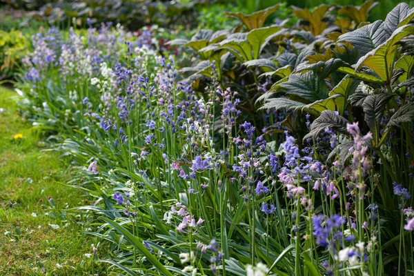 Een Closeup Shot Van Purpere Klokje Bloemen Een Tuin — Stockfoto