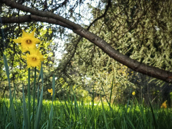 Close Shot Yellow Wild Daffodils Grown Field Spring — Fotografia de Stock