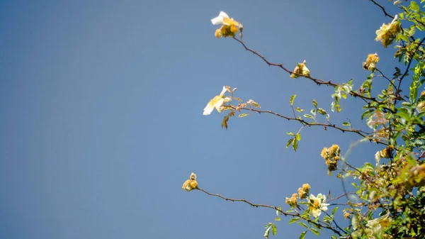 Thorny Bush White Flowers Clear Blue Sky Villa Bellini Oldest — Stock Photo, Image