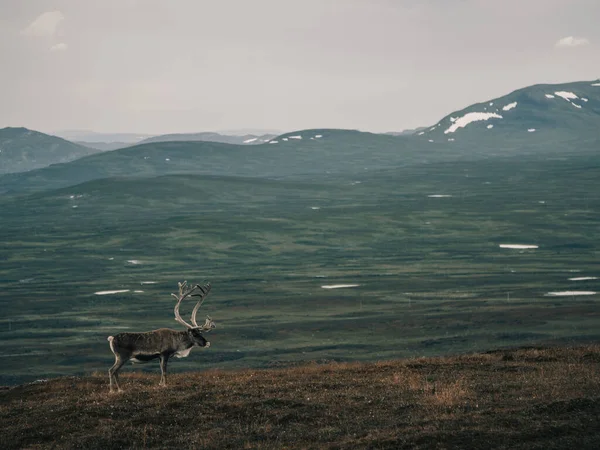 Piękny Strzał Eurazjatyckiego Renifera Tundra Brunatnym Trawiastym Wzgórzu Przeciw Górom — Zdjęcie stockowe