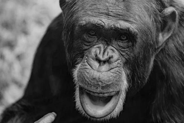 Grayscale Closeup Chimpanzee Pan Troglodytes Animal Portrait — Stock Photo, Image