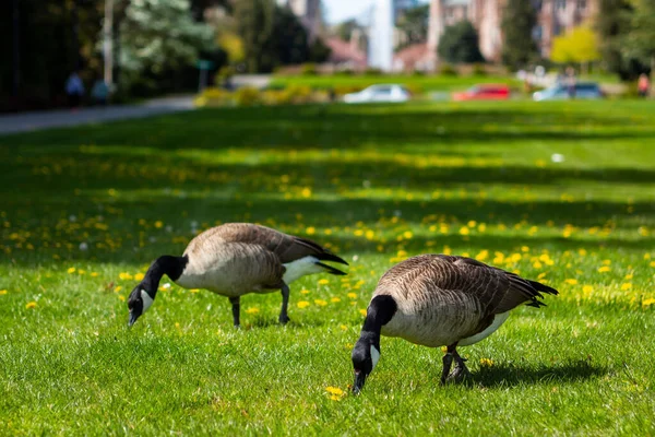 Closeup Shot Pair Canadian Geese Taking Stroll Park Searching Food — Stock Photo, Image