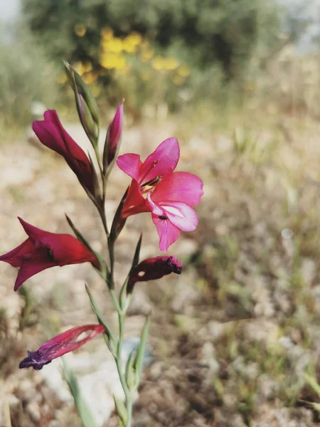 Vertical Closeup Wild Gladiola Gladiolus Illyricus Flowers Growing Garden — Foto Stock