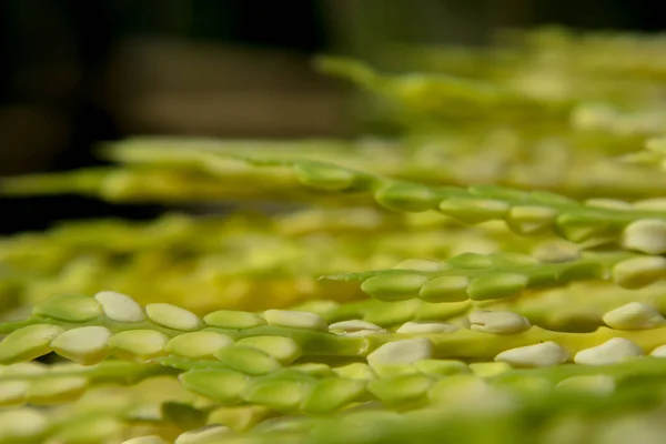 Areca Sementes Palmeira Flor Também Conhecido Como Arecanut Uma Manhã — Fotografia de Stock