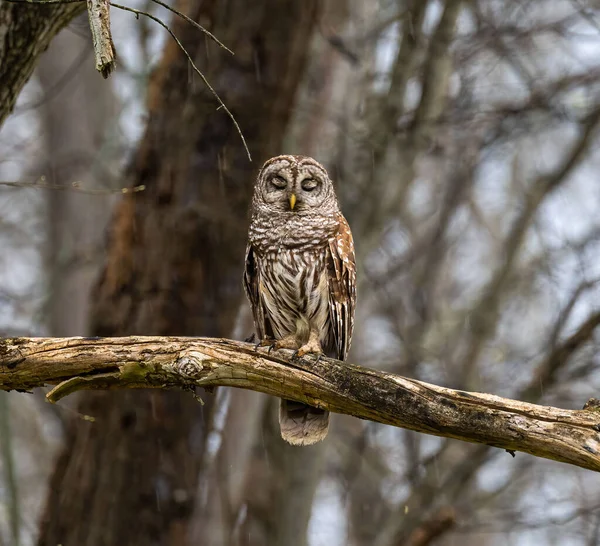 Beautiful Shot Owl Tree Forest Day — Stock Photo, Image