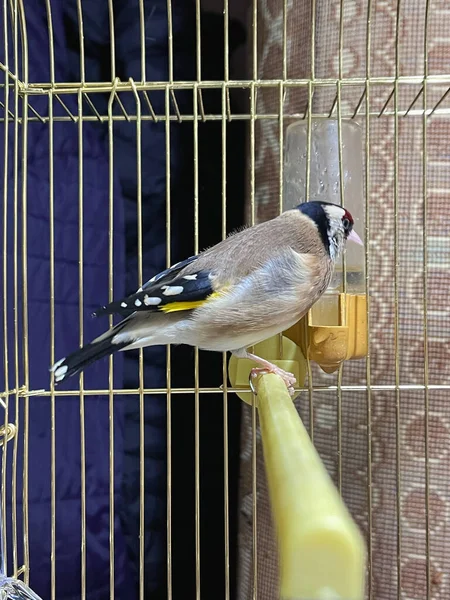 Unique Goldfinch Oiseau Dans Une Petite Cage Intérieur — Photo