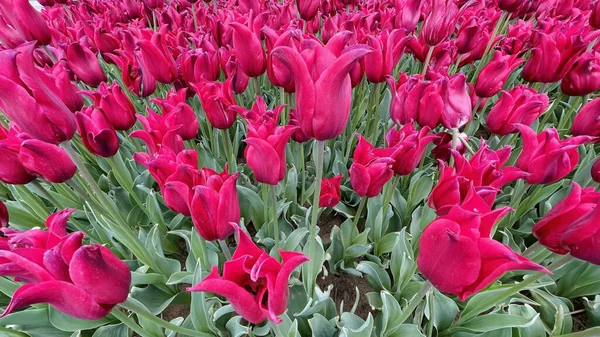 A beautiful shot of tulip flowers during the Tulip Festival in Emirgan Grove, Istanbul, Turkey