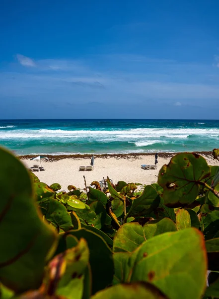 Vertical Shot Sunny Beach Green Plants Background Sea — Stock fotografie