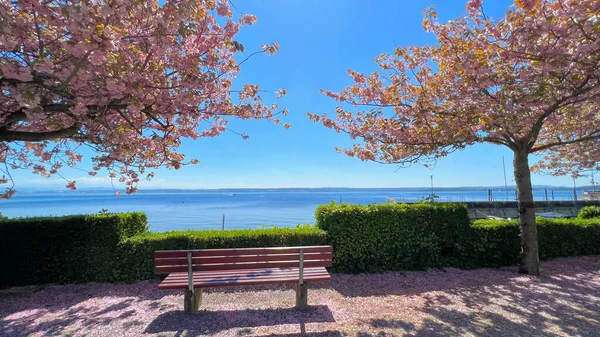 Bench Blossomed Trees Sea — Stock Photo, Image