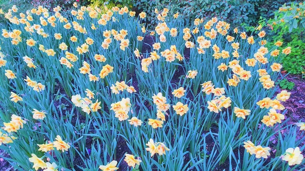 Flowery Garden Spring Yellow Flowers Yellow Daffodil Garden — Fotografia de Stock