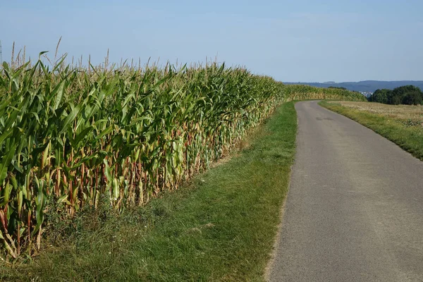 Road Late Summer Cornfield Right Harvest Blue Sky German French — Stock Photo, Image