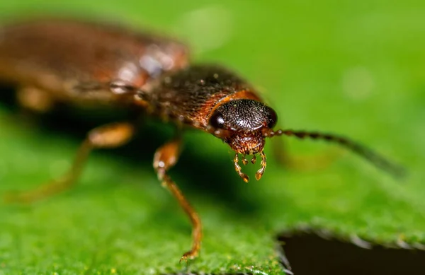 Primer Plano Escarabajo Clic Escarabajo Chasquido Una Hoja Verde Jardín — Foto de Stock