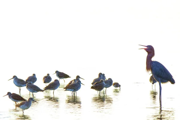 Closeup Reddish Egrets Flock Webbed Snails Standing Water Ding Darling — Stockfoto